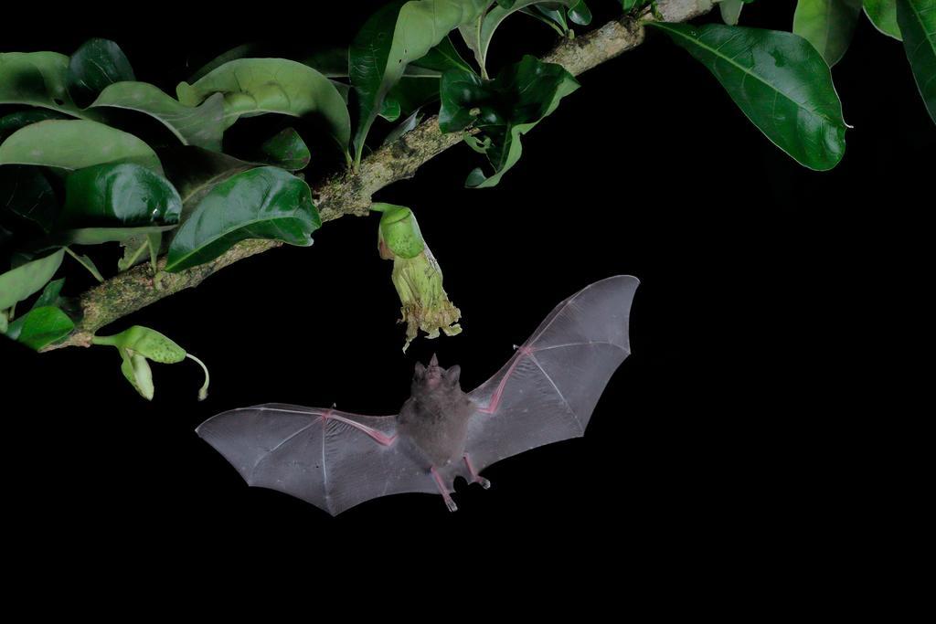 La Laguna Del Lagarto Eco-Lodge Pital  外观 照片