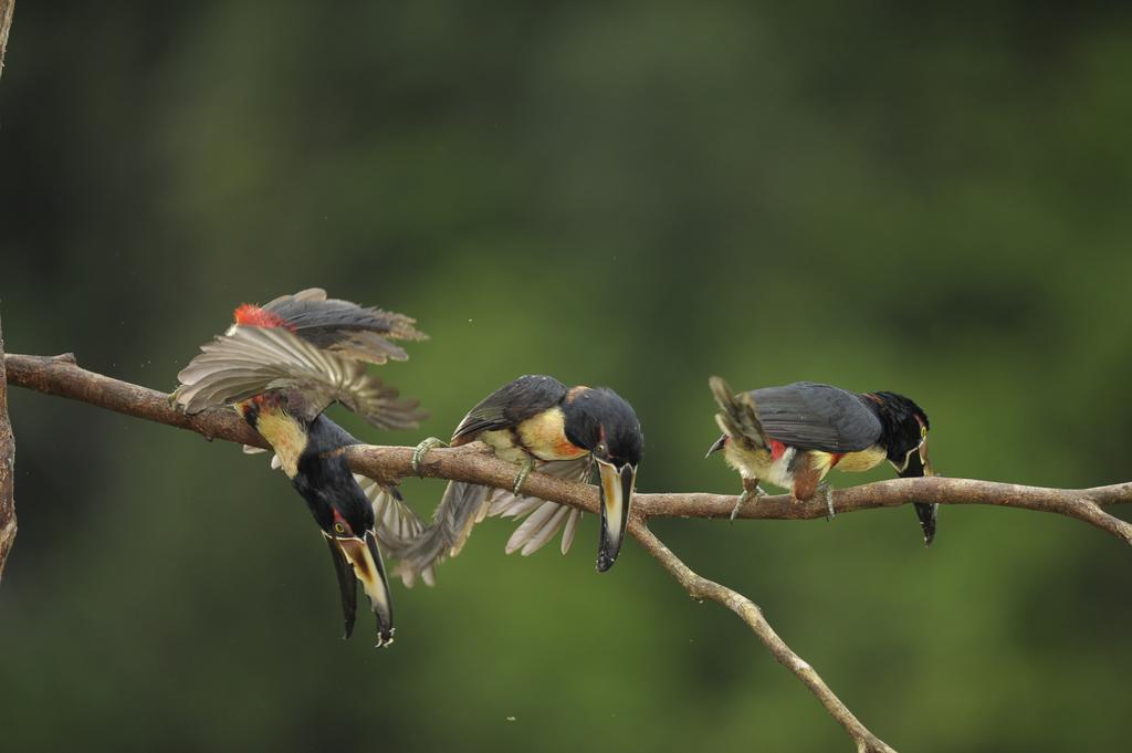 La Laguna Del Lagarto Eco-Lodge Pital  外观 照片