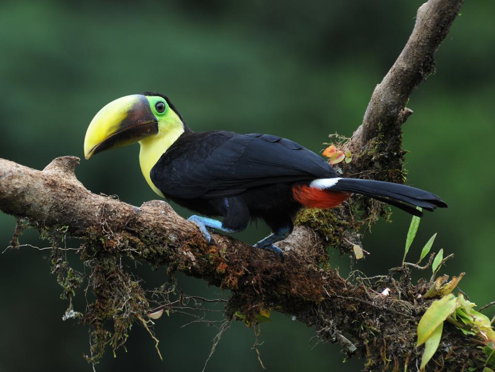 La Laguna Del Lagarto Eco-Lodge Pital  外观 照片