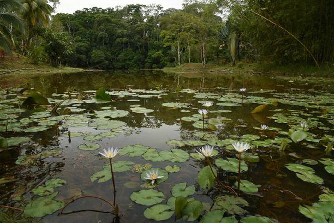 La Laguna Del Lagarto Eco-Lodge Pital  外观 照片